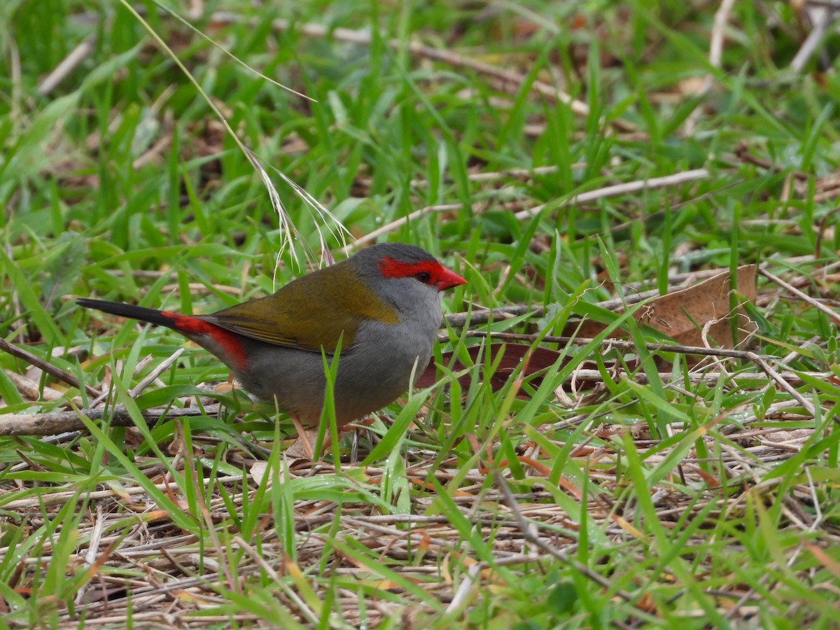 Red-browed Firetail - ML620769314