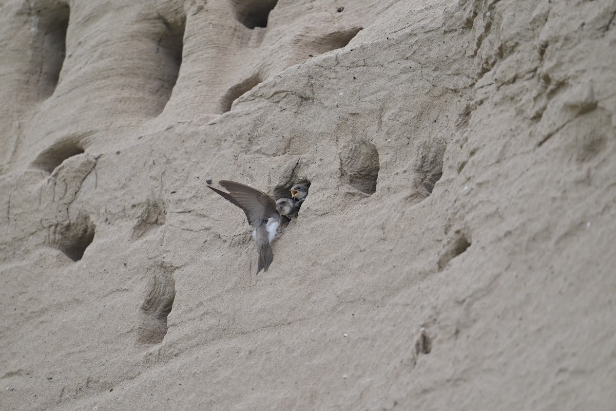 Bank Swallow - ML620769316