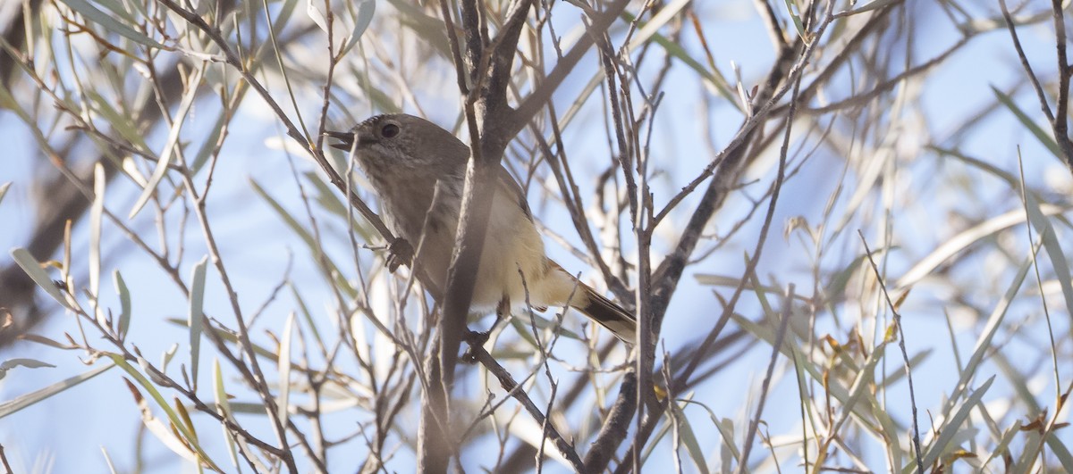 Inland Thornbill - ML620769322