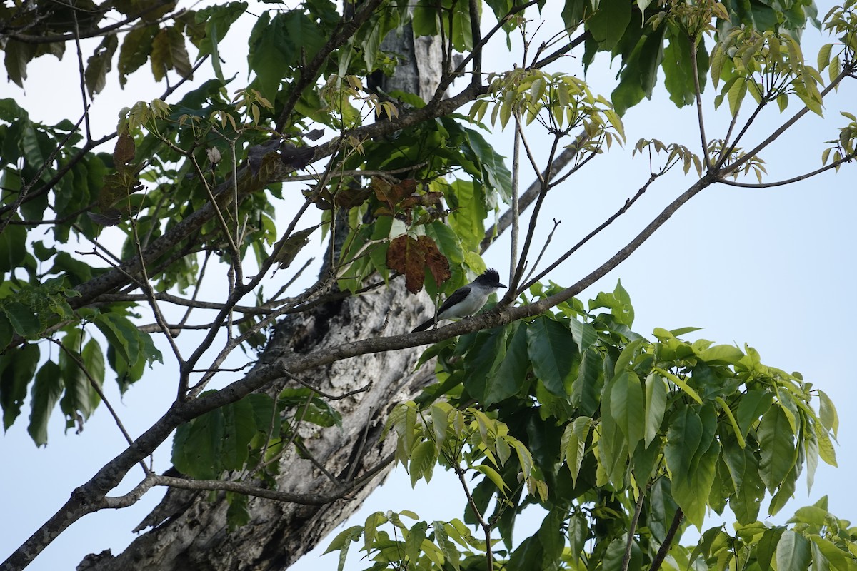 White-rumped Sirystes - ML620769324