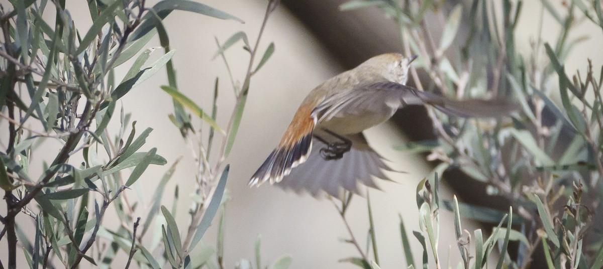 Chestnut-rumped Thornbill - ML620769326