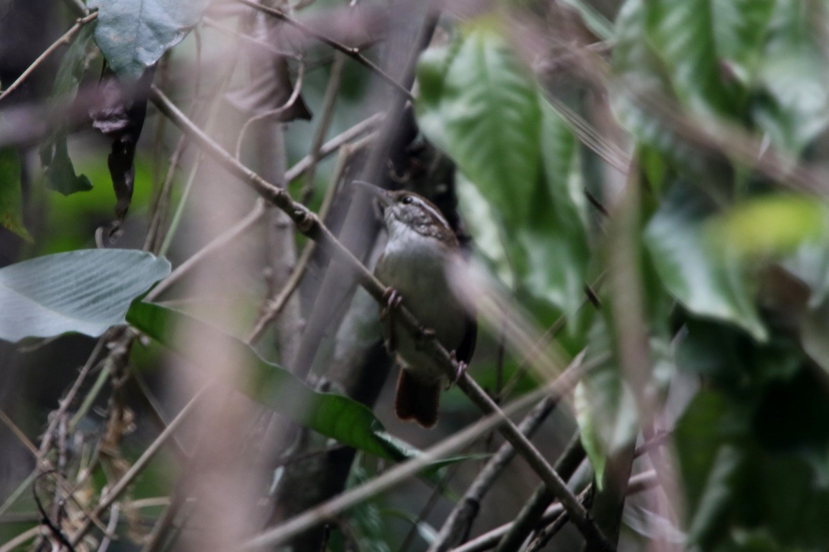 Antioquia Wren - ML620769328