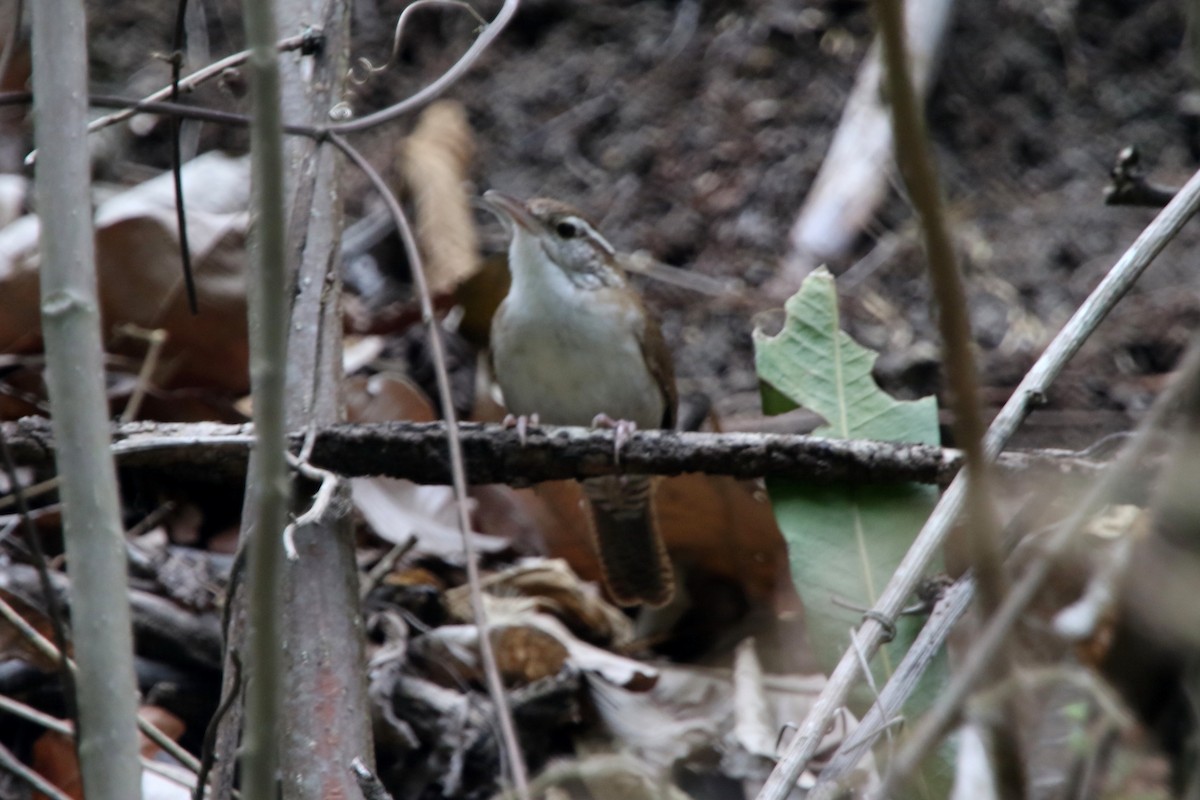 Antioquia Wren - ML620769329