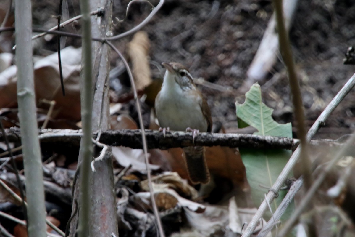 Antioquia Wren - ML620769330