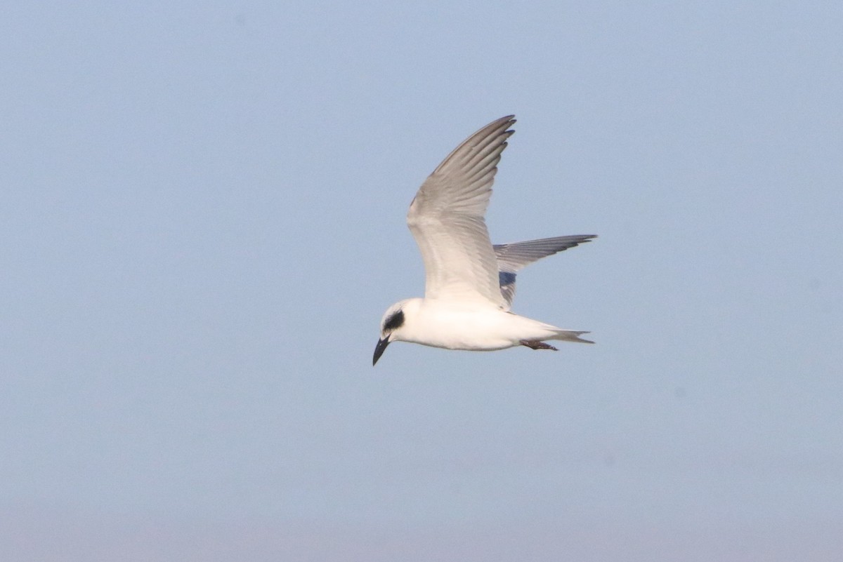 Australian Tern - ML620769335