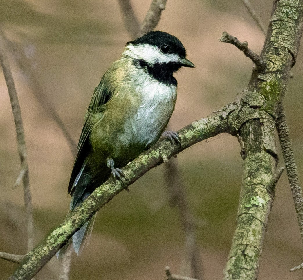 Carolina Chickadee - ML620769337