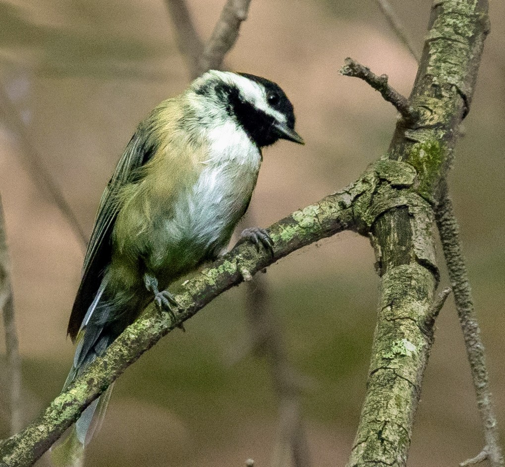 Carolina Chickadee - ML620769338