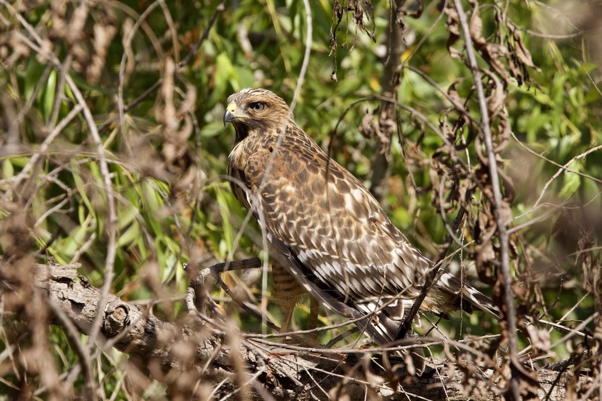 Red-shouldered Hawk - ML620769342