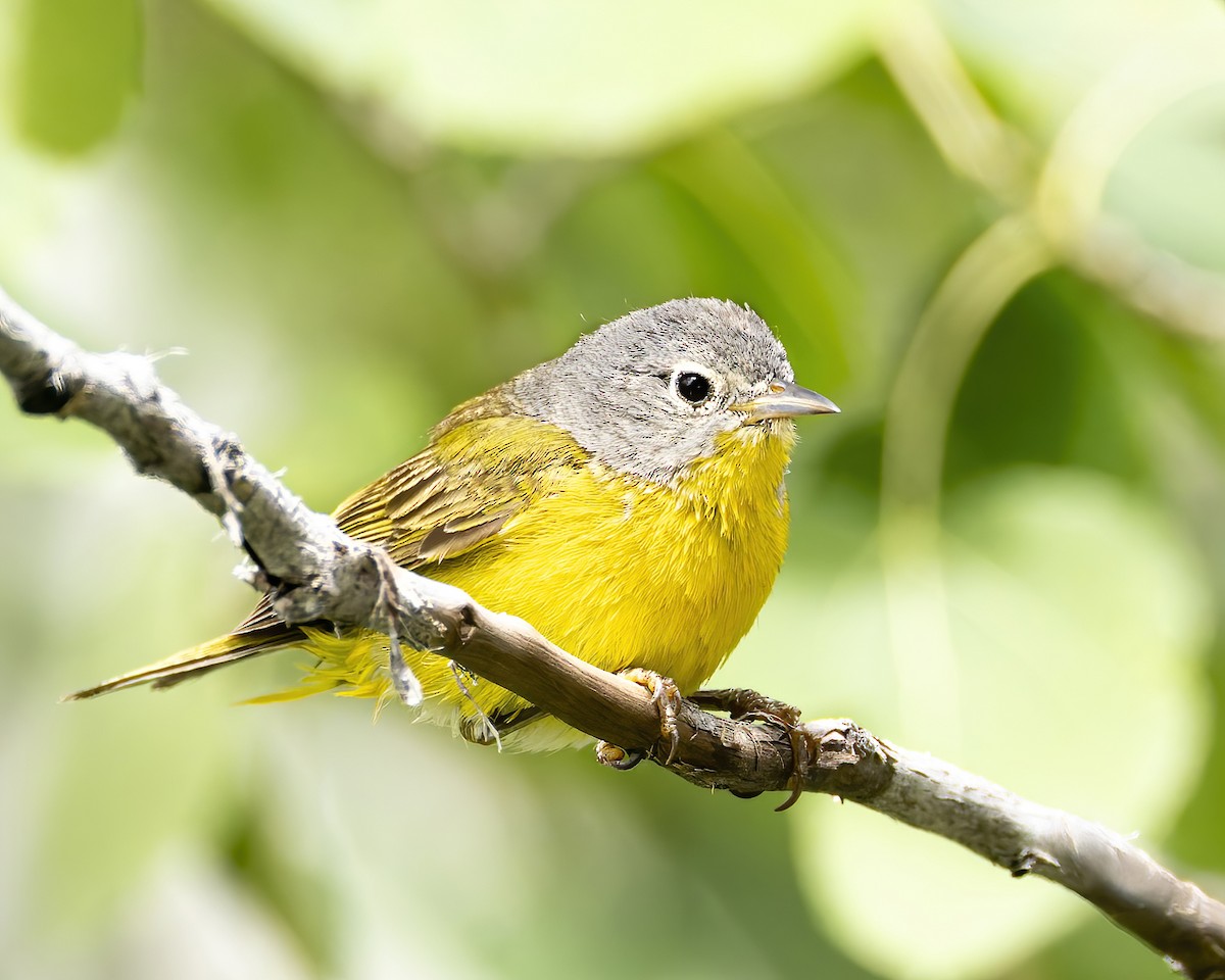 Nashville Warbler - ML620769343