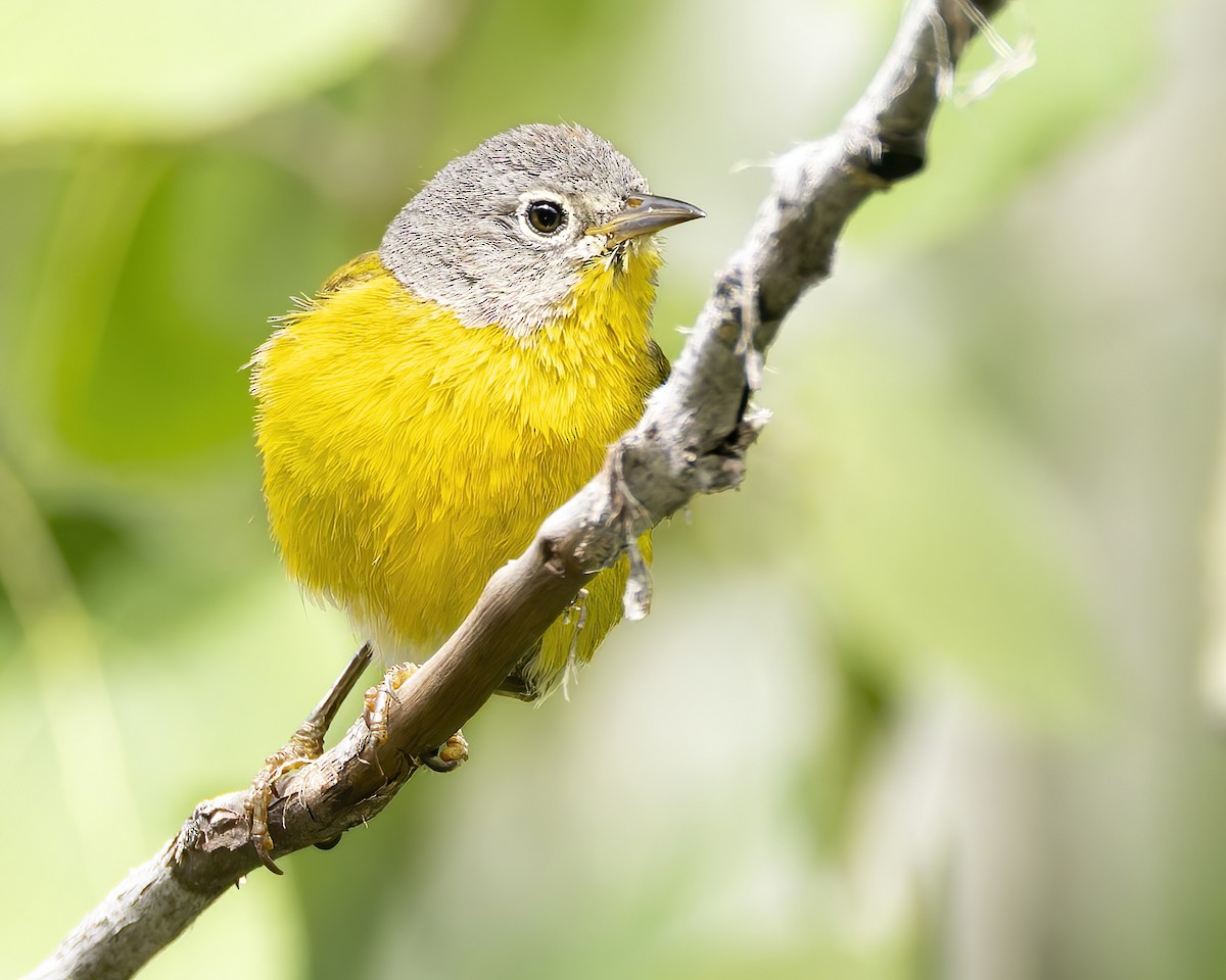 Nashville Warbler - ML620769344