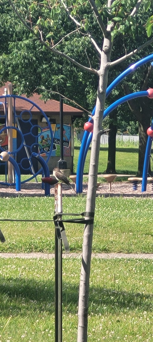 Eastern Phoebe - ML620769346