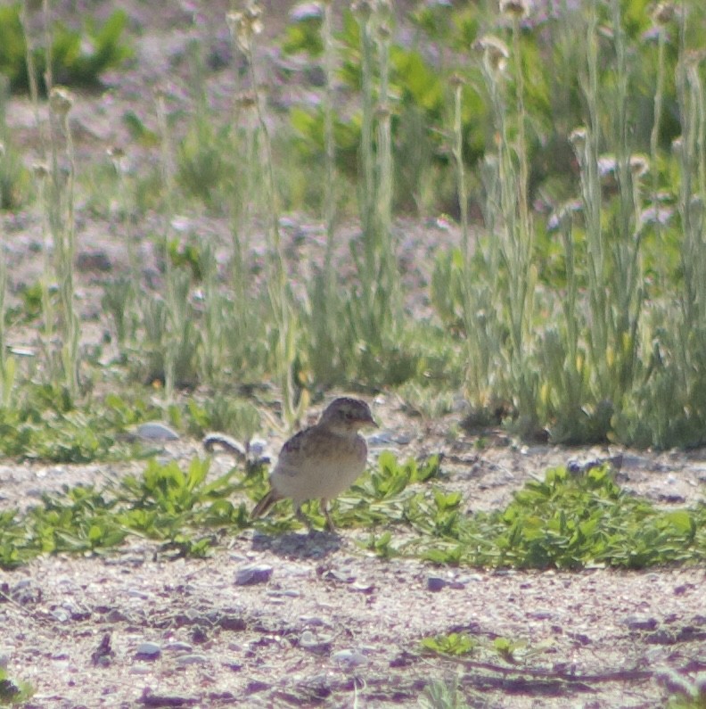 Horned Lark - ML620769349