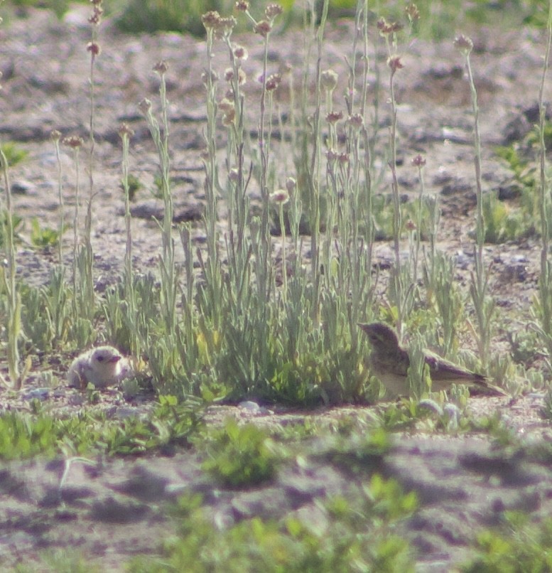 Horned Lark - Caitlin Eldridge