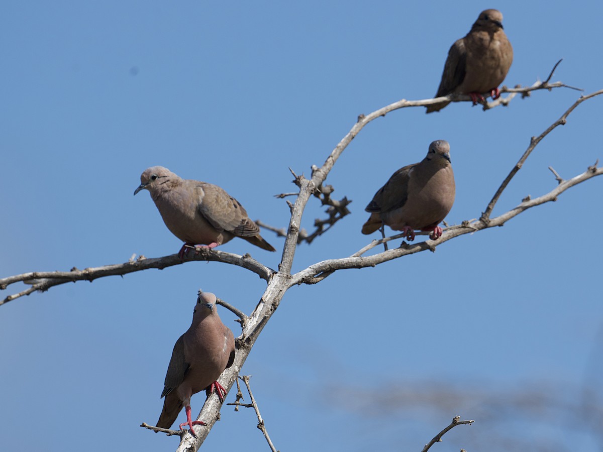 Eared Dove - Michael Tromp