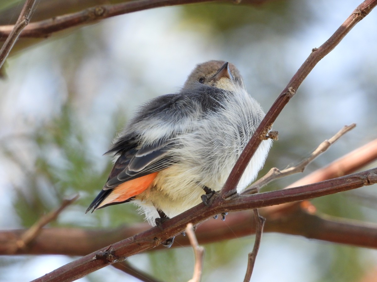 Mistletoebird - ML620769354