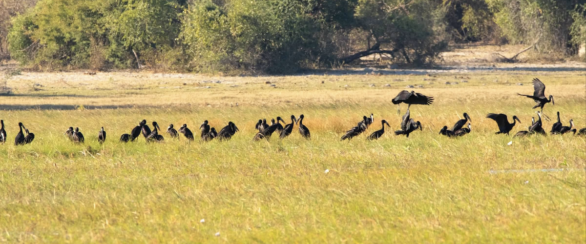 African Openbill - ML620769356