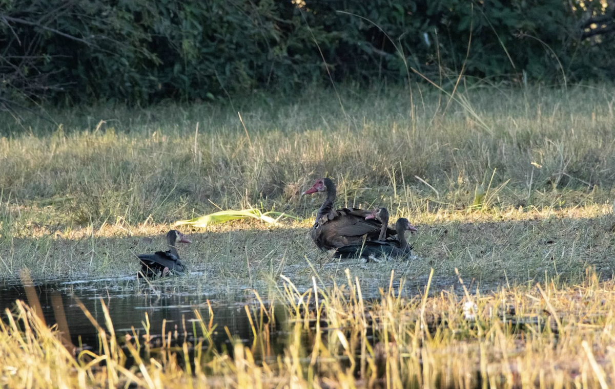 Spur-winged Goose - ML620769357