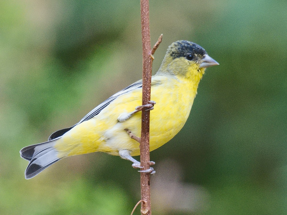 Lesser Goldfinch - ML620769359