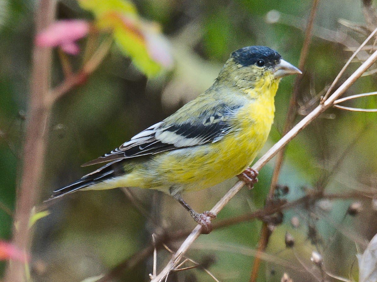 Lesser Goldfinch - ML620769361