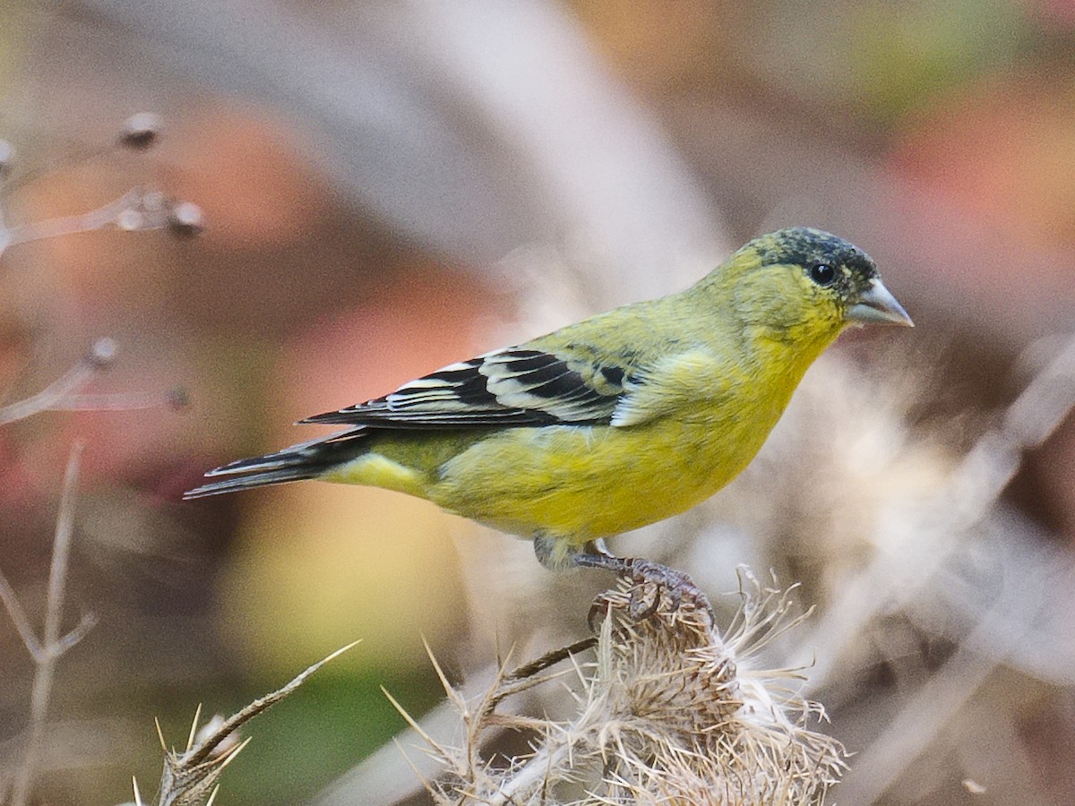 Lesser Goldfinch - ML620769364