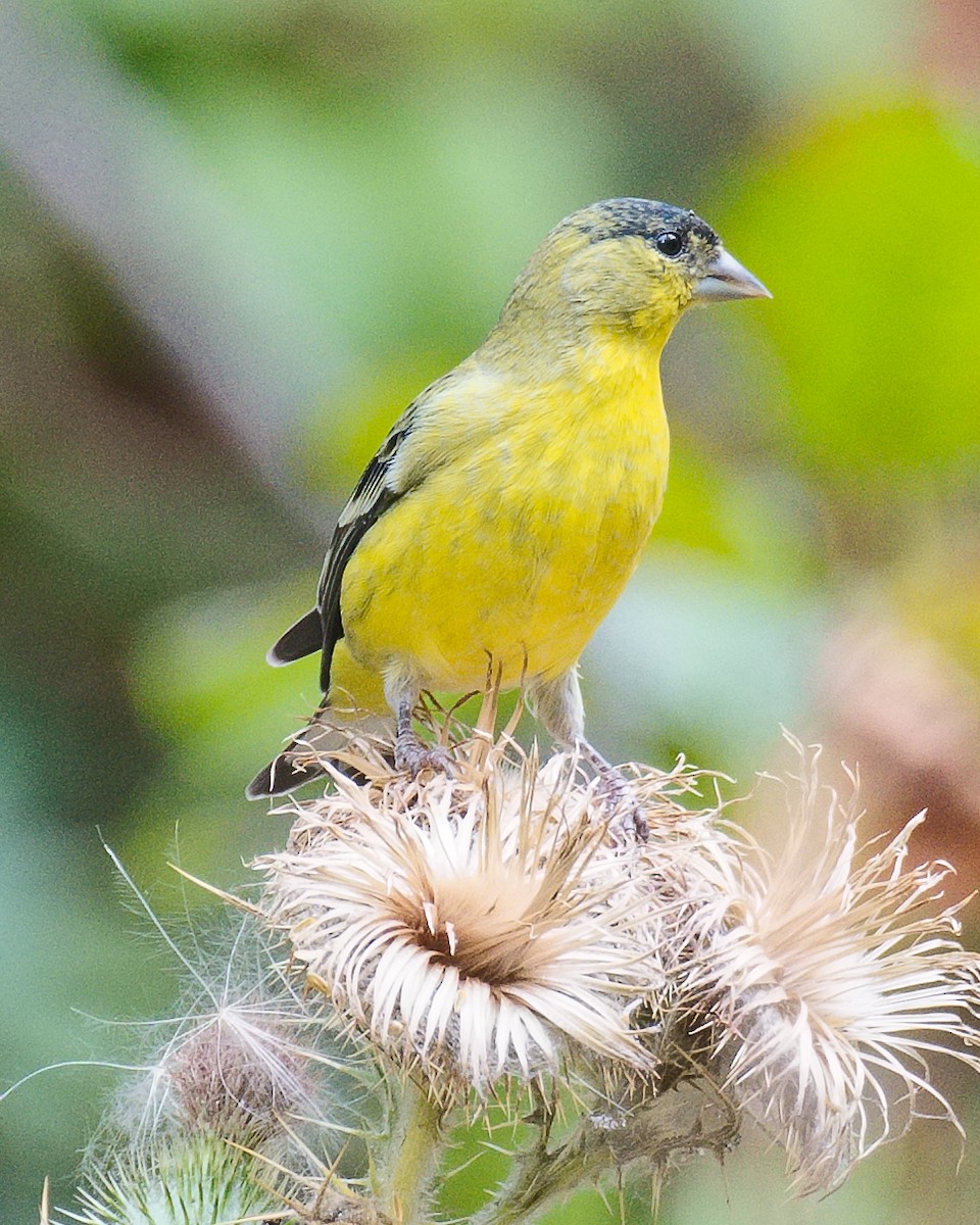 Lesser Goldfinch - ML620769365