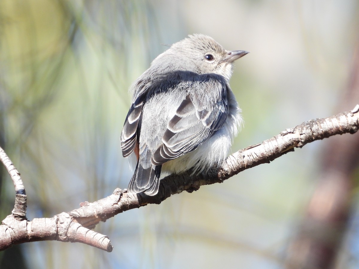 Mistletoebird - troy and karyn zanker