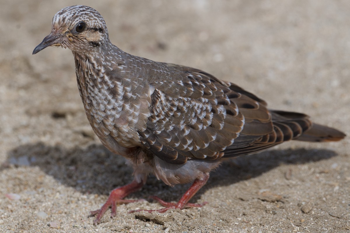 Eared Dove - ML620769399