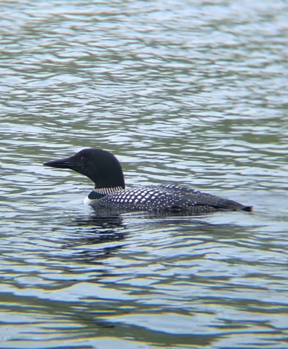 Common Loon - ML620769402