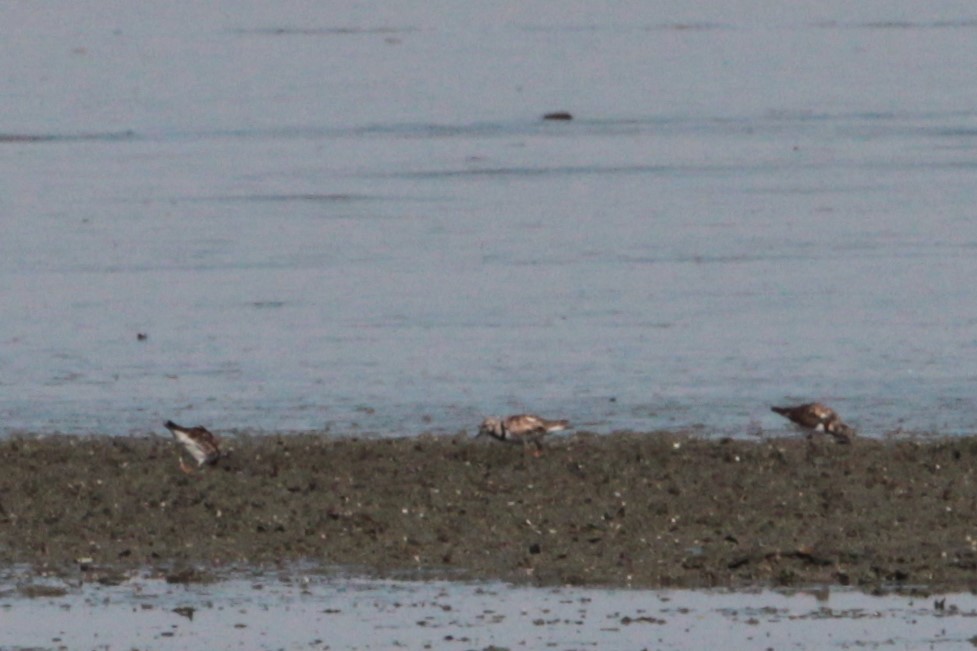 Ruddy Turnstone - ML620769403