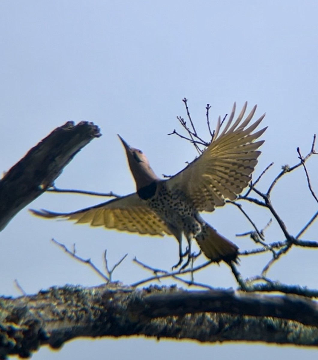 Northern Flicker - ML620769406