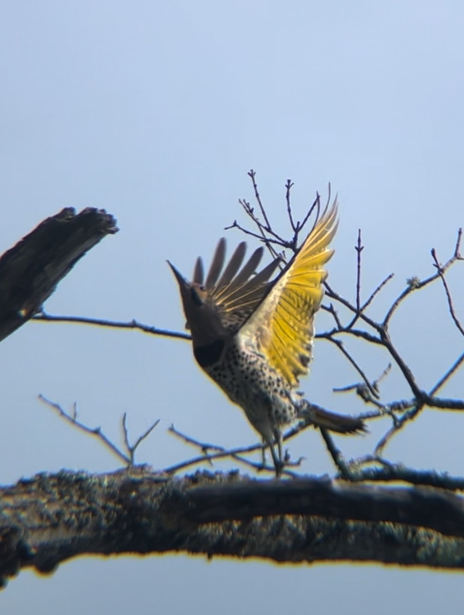 Northern Flicker - ML620769407