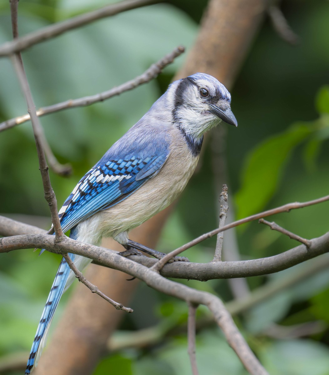 Blue Jay - ML620769409