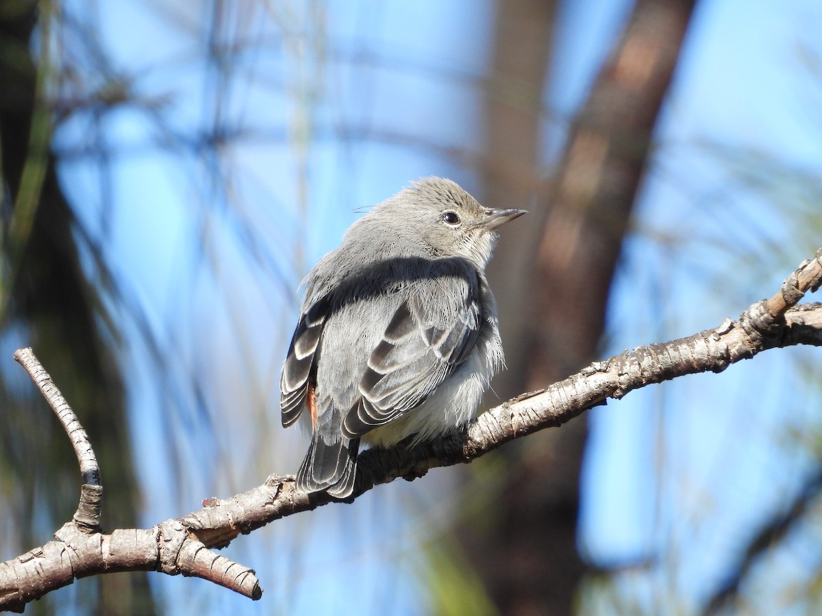 Mistletoebird - ML620769411