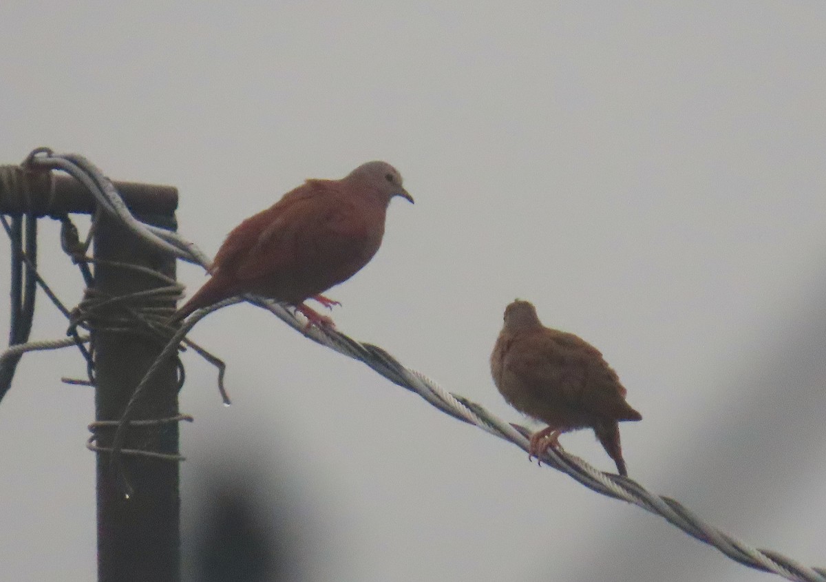 Ruddy Ground Dove - Hannah Floyd