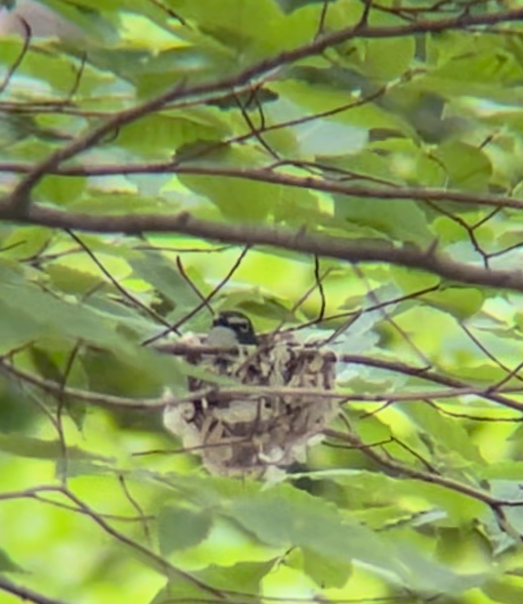 Blue-headed Vireo - ML620769414