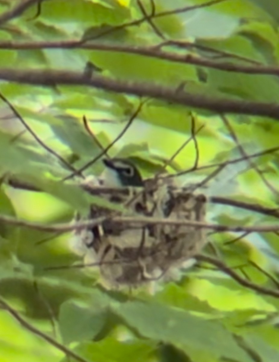 Blue-headed Vireo - ML620769415