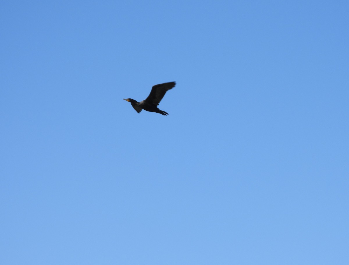 Double-crested Cormorant - ML620769426