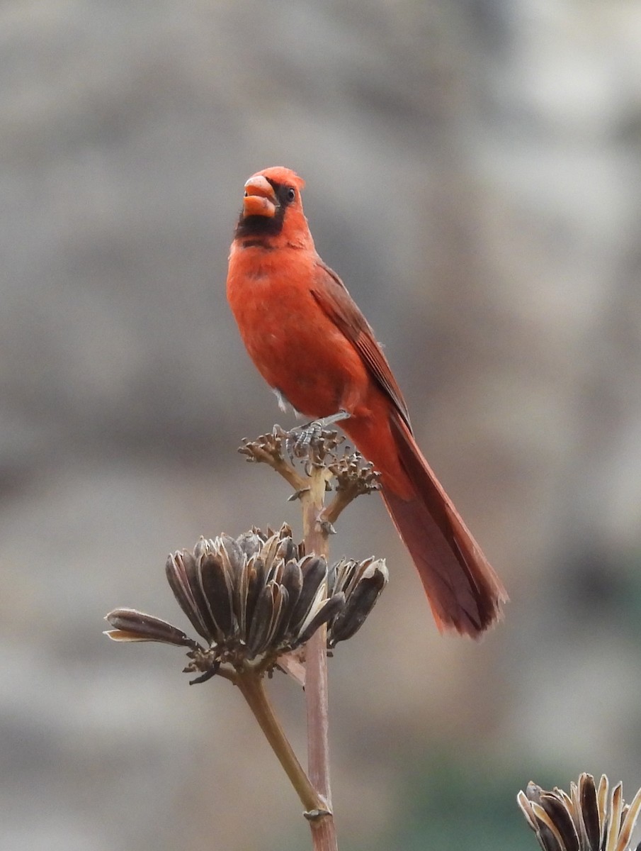 Northern Cardinal - ML620769430