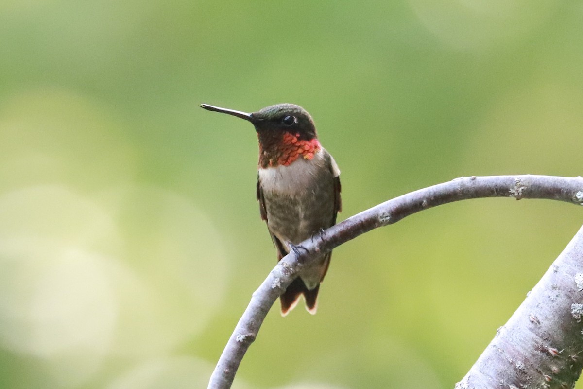 Ruby-throated Hummingbird - ML620769432