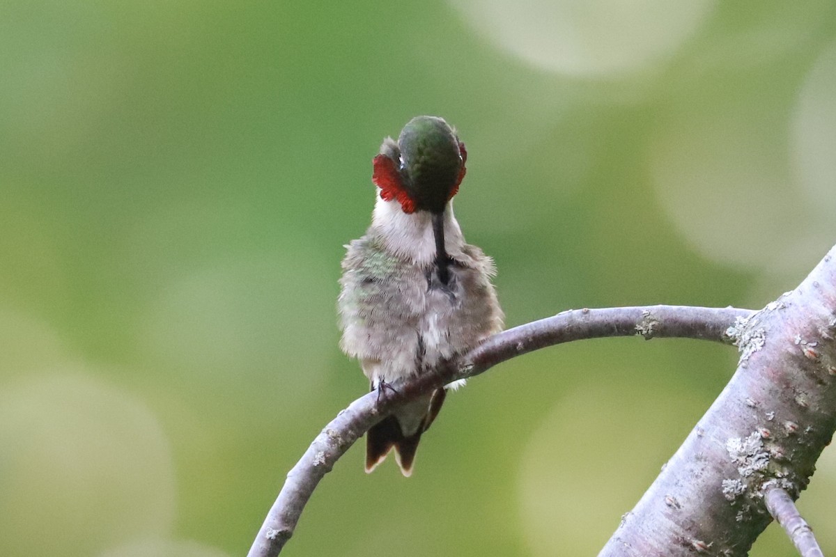 Ruby-throated Hummingbird - ML620769433