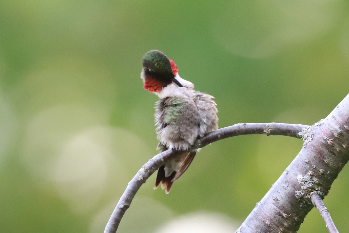 Ruby-throated Hummingbird - ML620769434