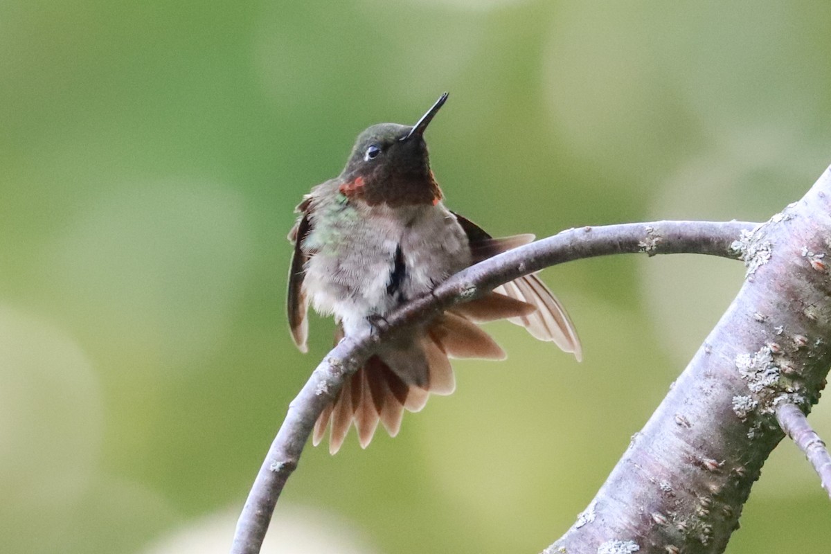 Ruby-throated Hummingbird - ML620769435