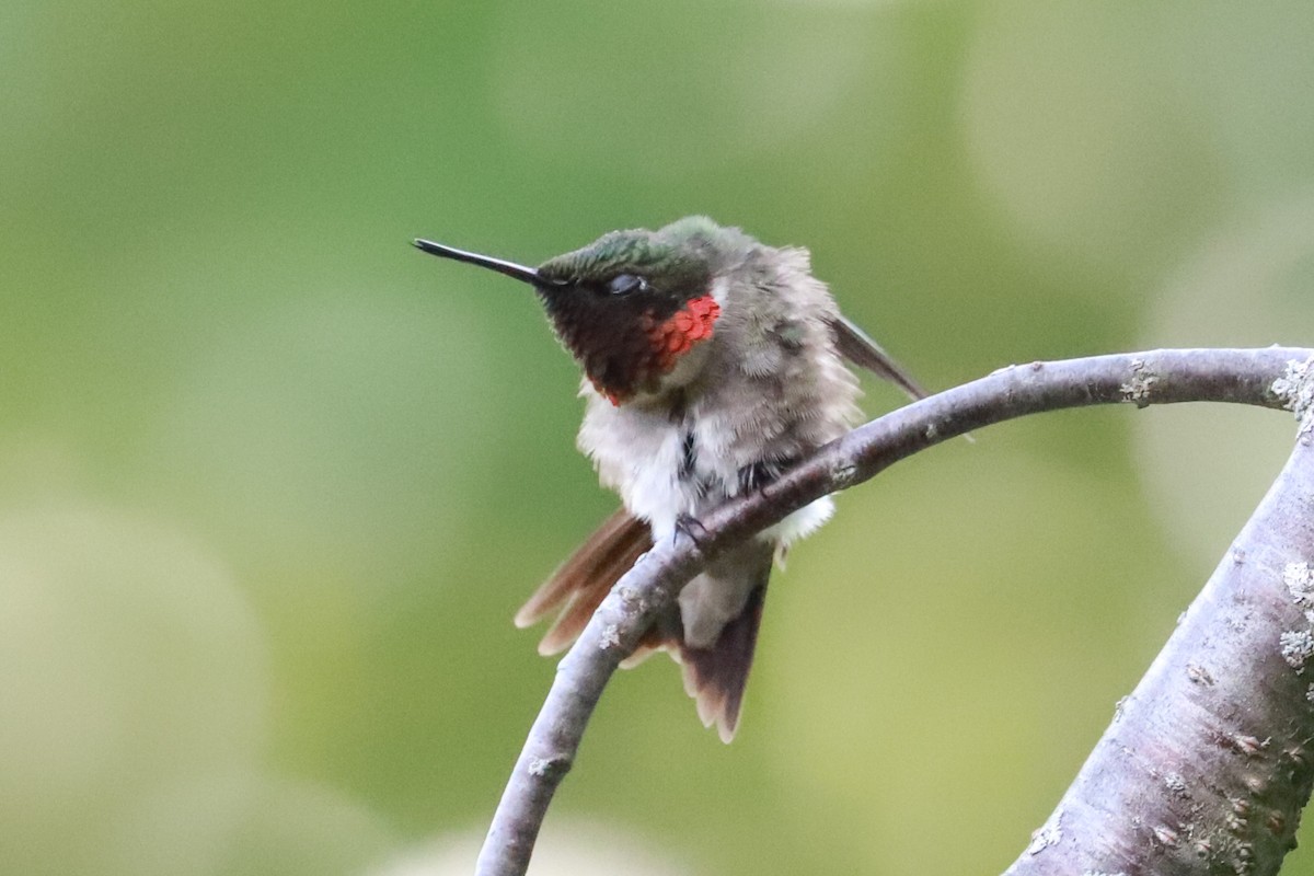 Ruby-throated Hummingbird - ML620769439