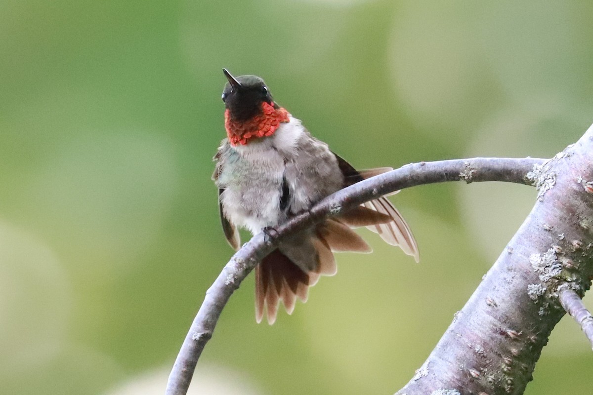 Ruby-throated Hummingbird - ML620769440