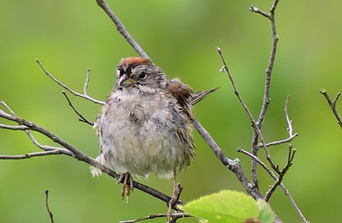 Swamp Sparrow - ML620769442