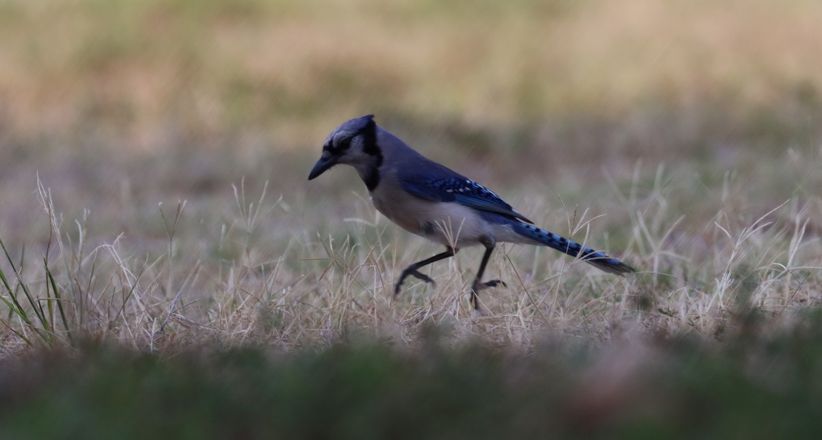 Blue Jay - ML620769443