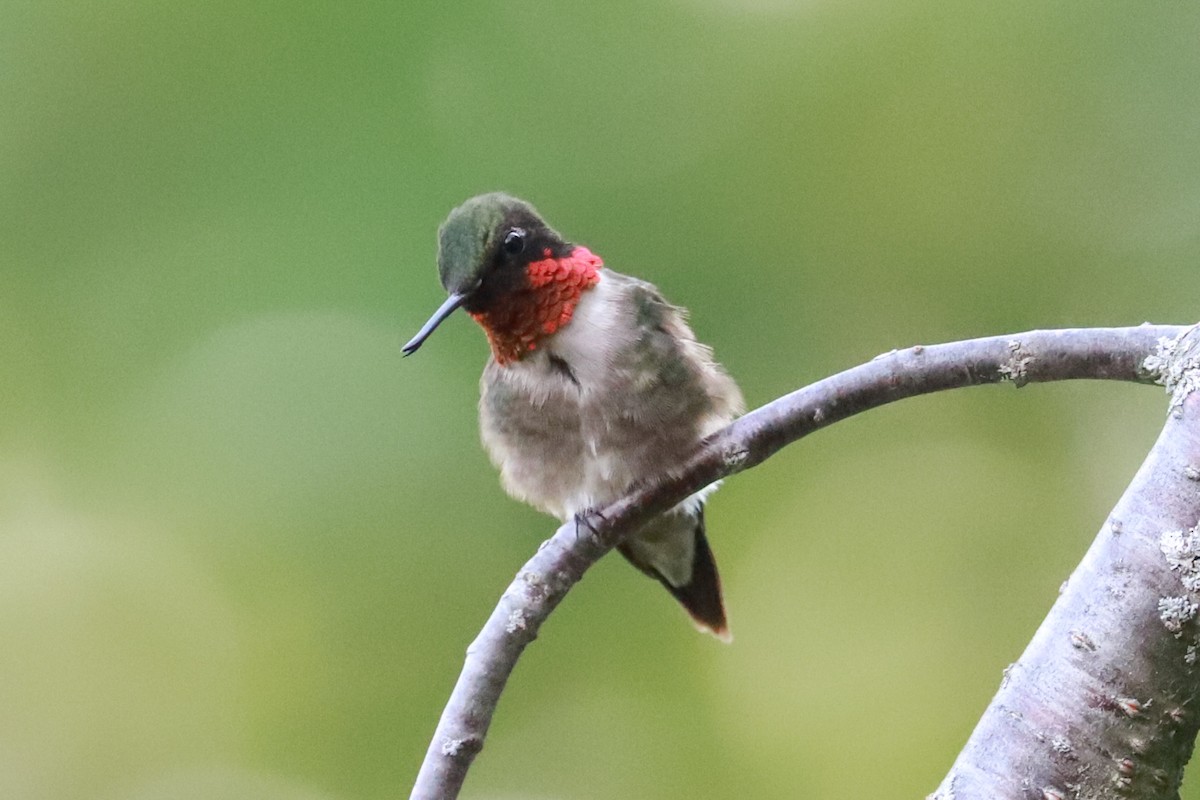 Ruby-throated Hummingbird - ML620769444