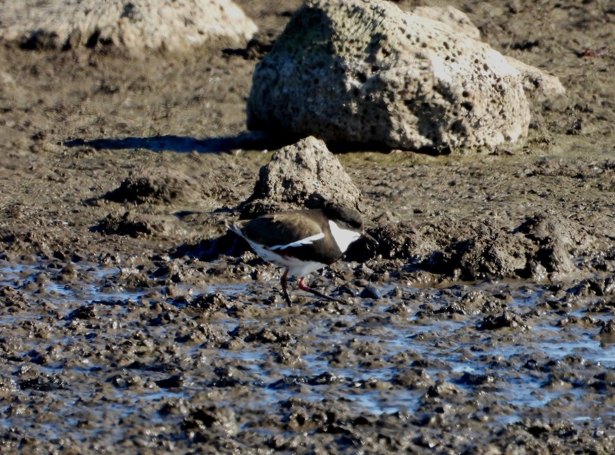 Red-kneed Dotterel - ML620769450