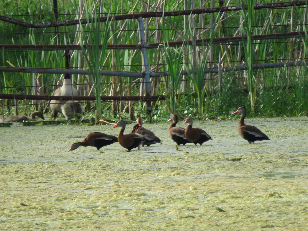 Black-bellied Whistling-Duck - ML620769476