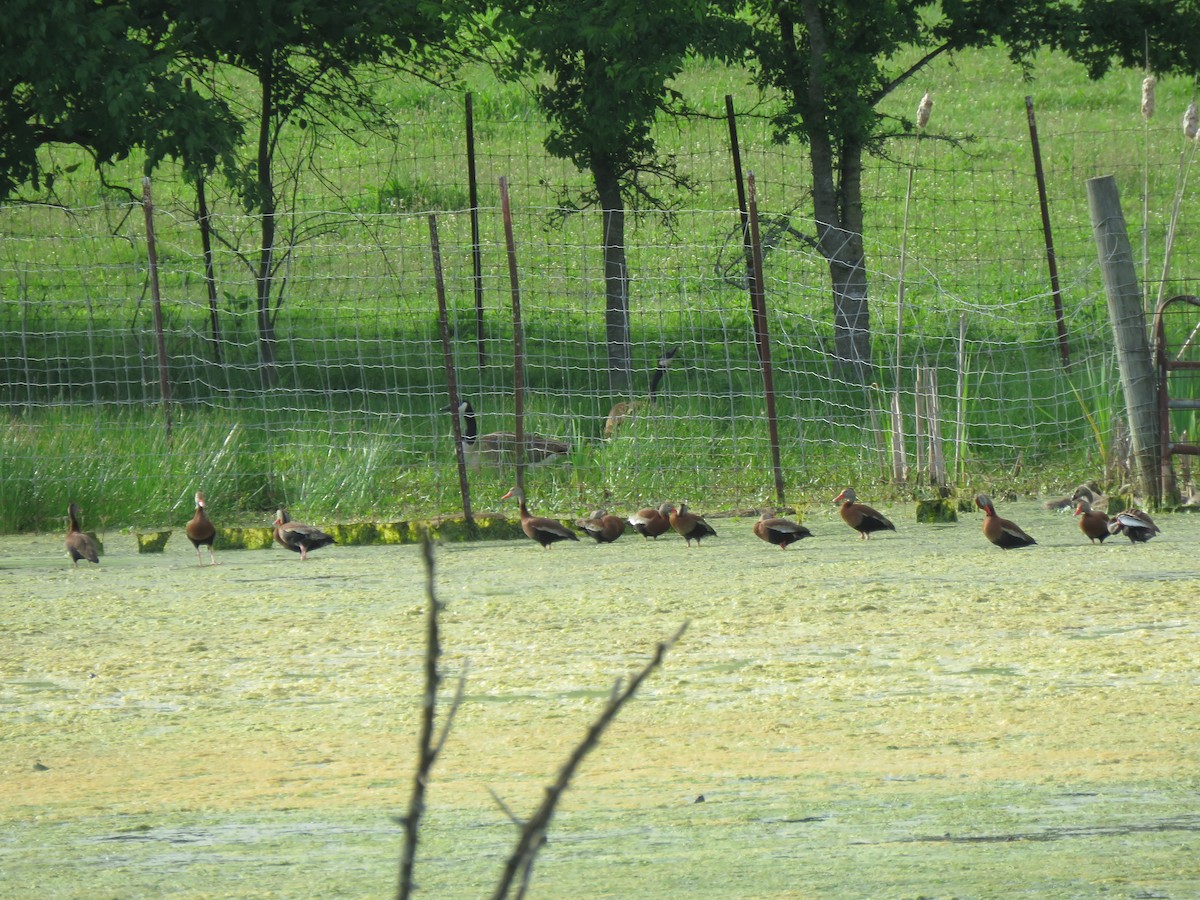 Black-bellied Whistling-Duck - ML620769477